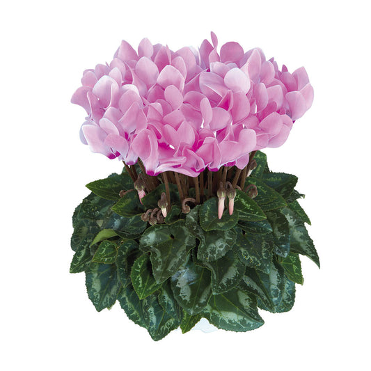 Cyclamen Metis Rose Aquarel