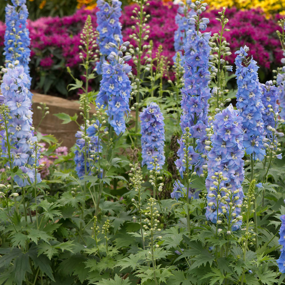 Delphinium Magic Fountain Blue Sky With White Bee