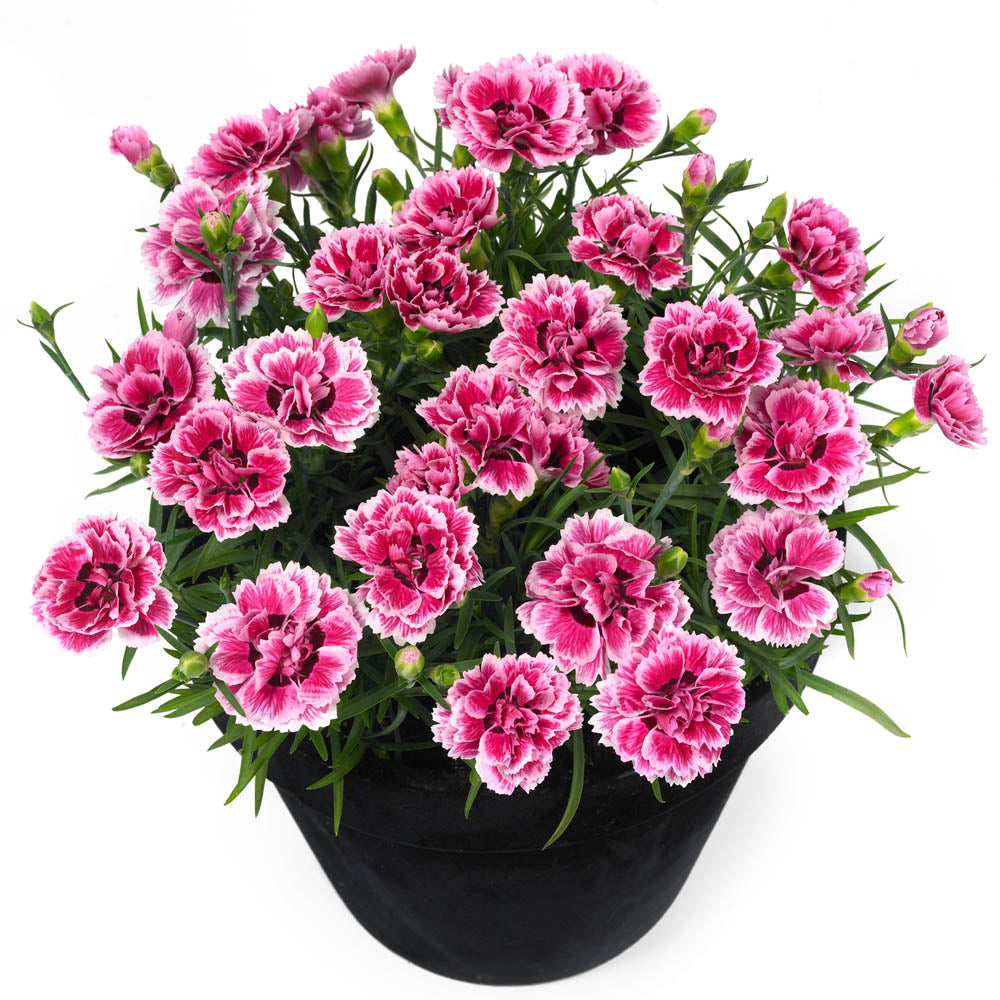 Dianthus Sunflor Esta
