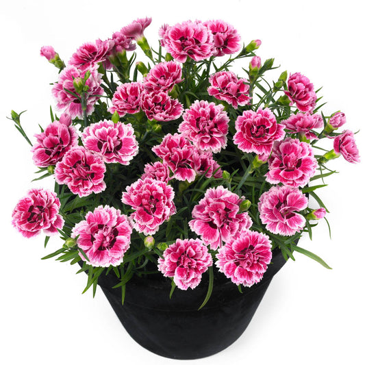 Dianthus Sunflor Esta