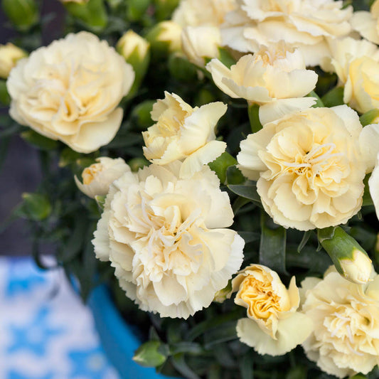 Dianthus Sunflor Amber