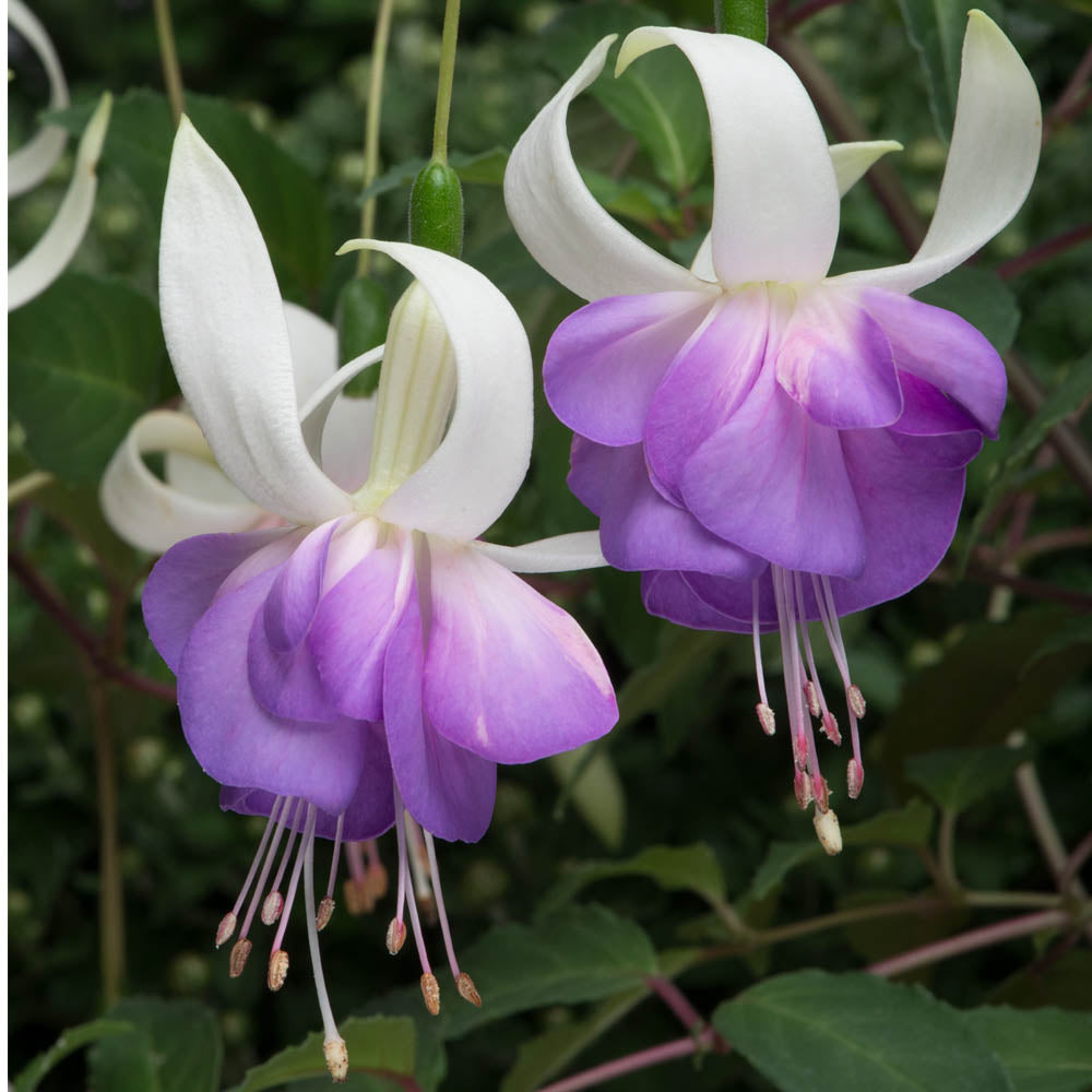 Fuchsia Delta's Sarah