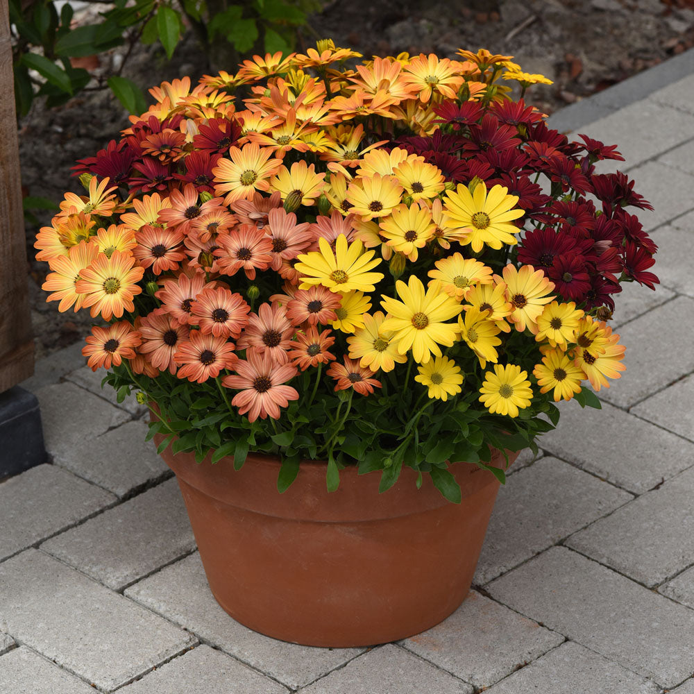 Osteospermum Akila Sunset Shades