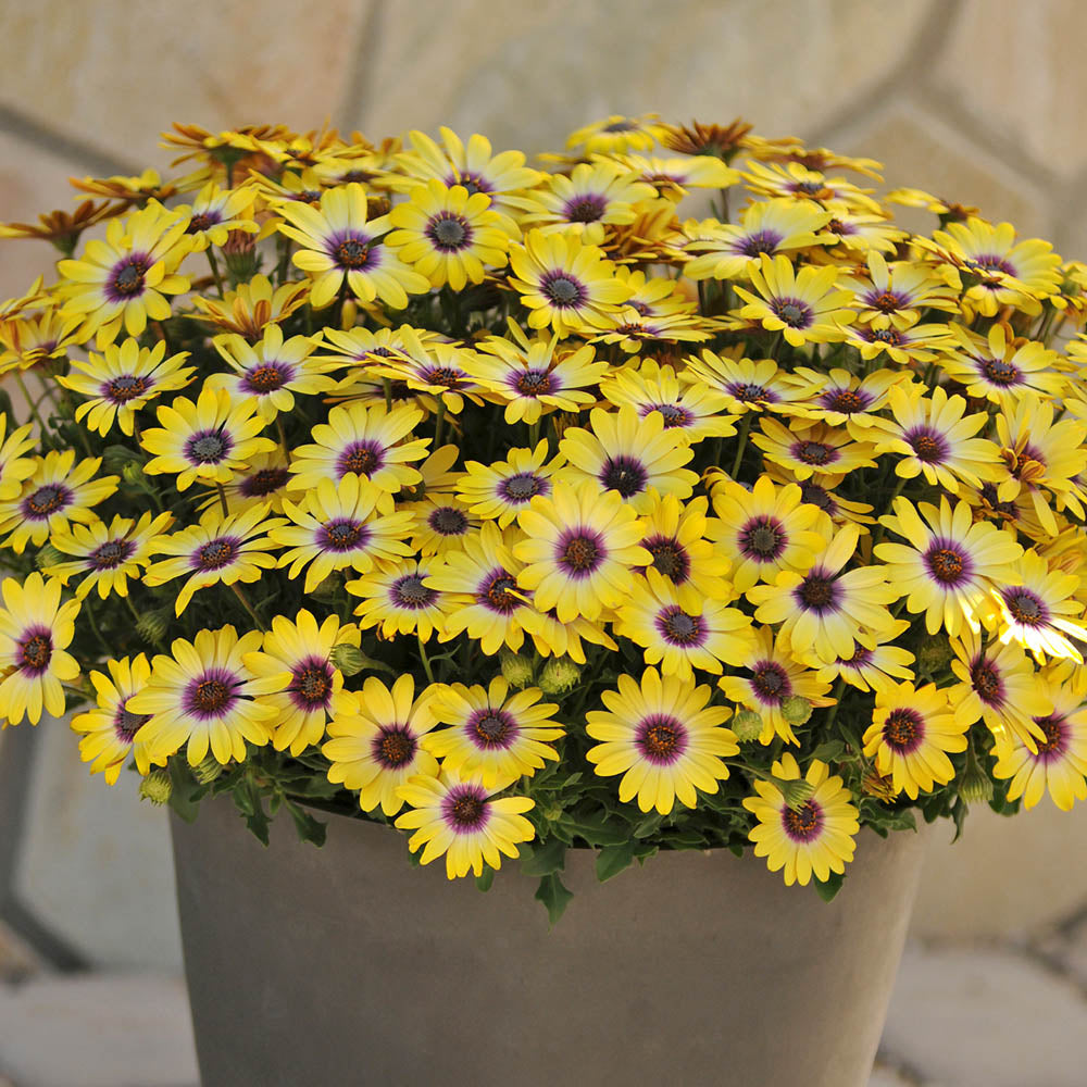 Osteospermum Dalina Blue Eyed Beauty