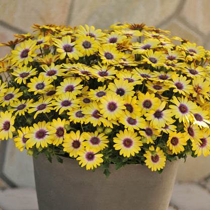 Osteospermum Dalina Blue Eyed Beauty