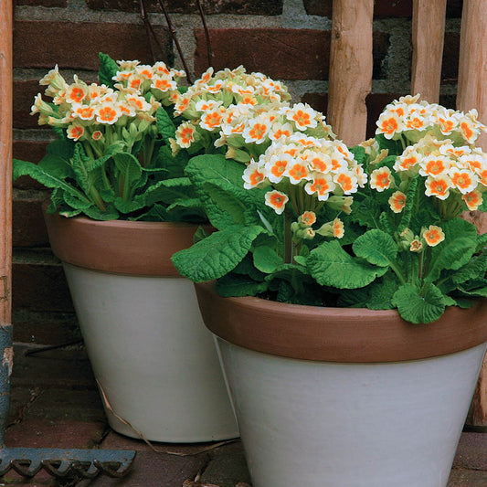 Primula veris 'Lime with Orange'