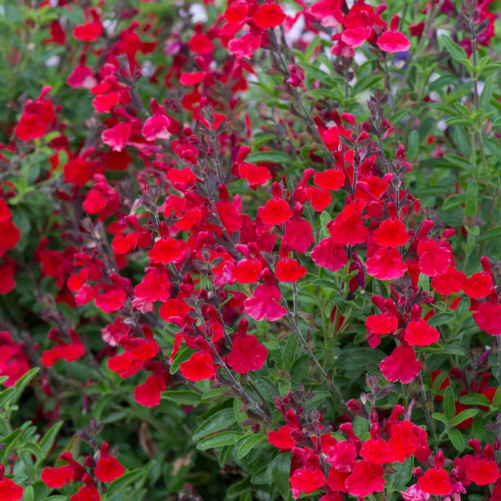 Salvia 'Radio Red'