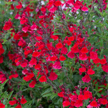 Salvia 'Radio Red'
