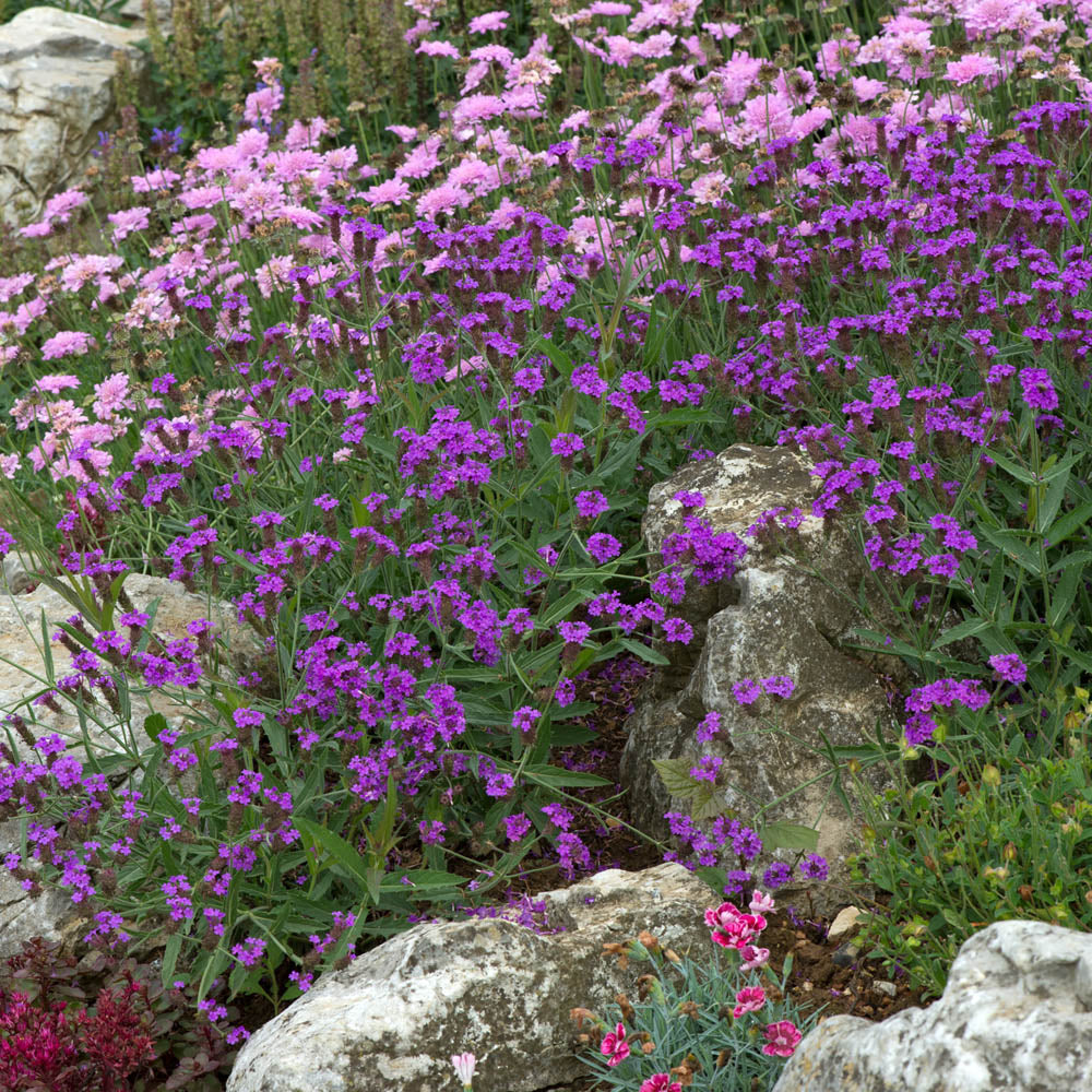 Verbena Santos Purple