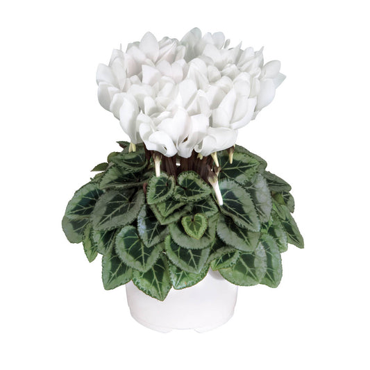 Cyclamen Metis Decora White