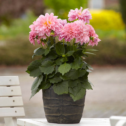 Dahlia Dahlietta Emily