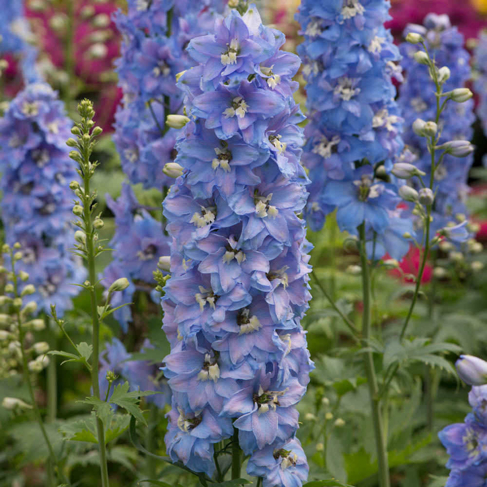 Delphinium Magic Fountain Blue Sky With White Bee