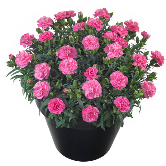 Dianthus Sunflor Evert