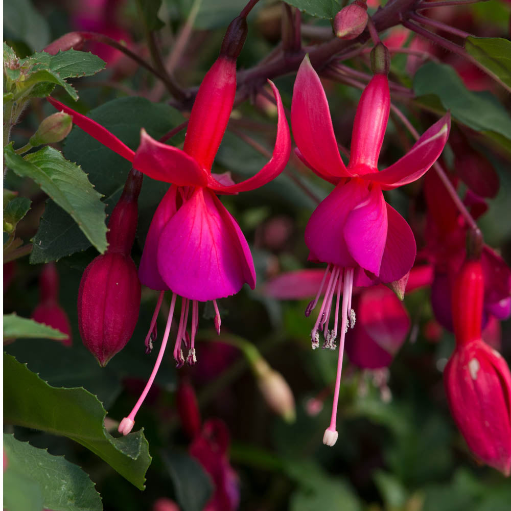 Fuchsia 'Beacon'
