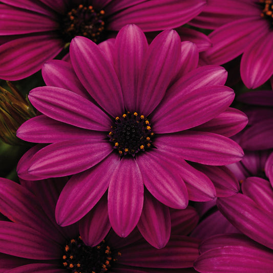Osteospermum Akila Purple