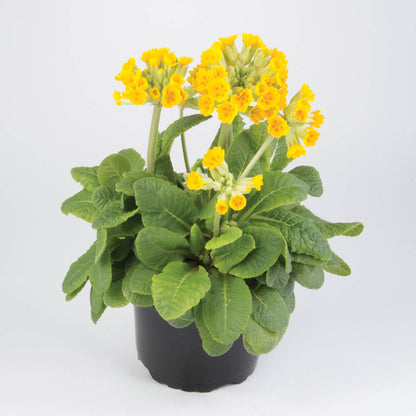 Primula veris Golden Yellow