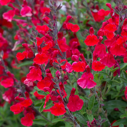 Salvia 'Radio Red'