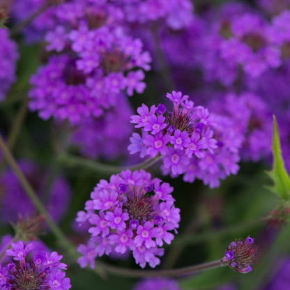 Verbena Santos Purple