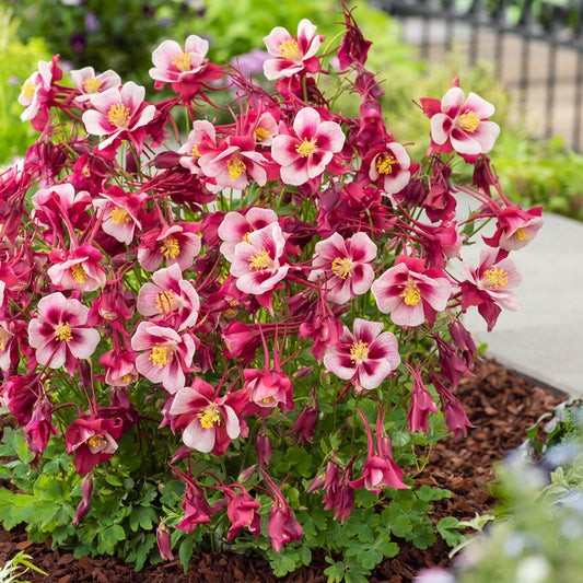Aquilegia Earlybird Red White