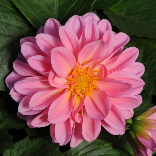 Dahlia Dahlietta Emily
