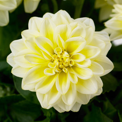 Dahlia Dahlietta 'Shirley'