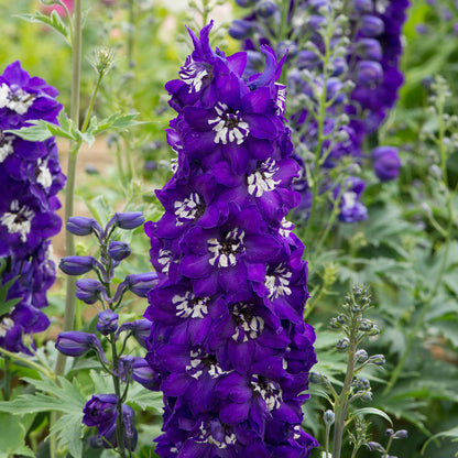 Delphinium Magic Fountain Dark Blue Dark With White Bee