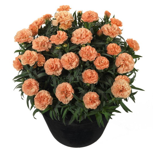 Dianthus Sunflor Luigi