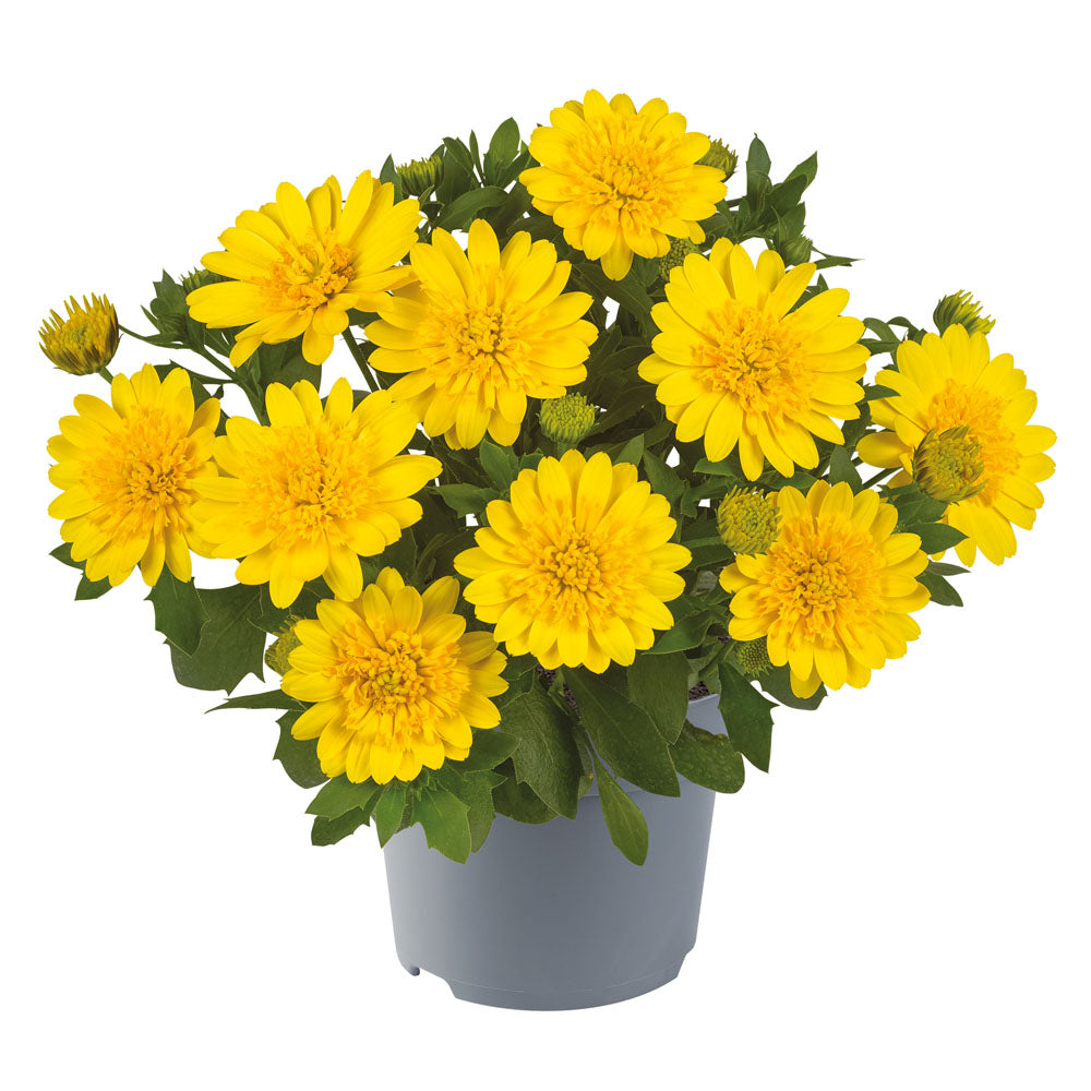 Osteospermum Dalina Double Yellow