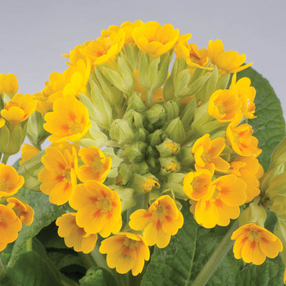 Primula veris Golden Yellow