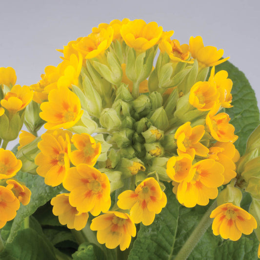 Primula veris Golden Yellow