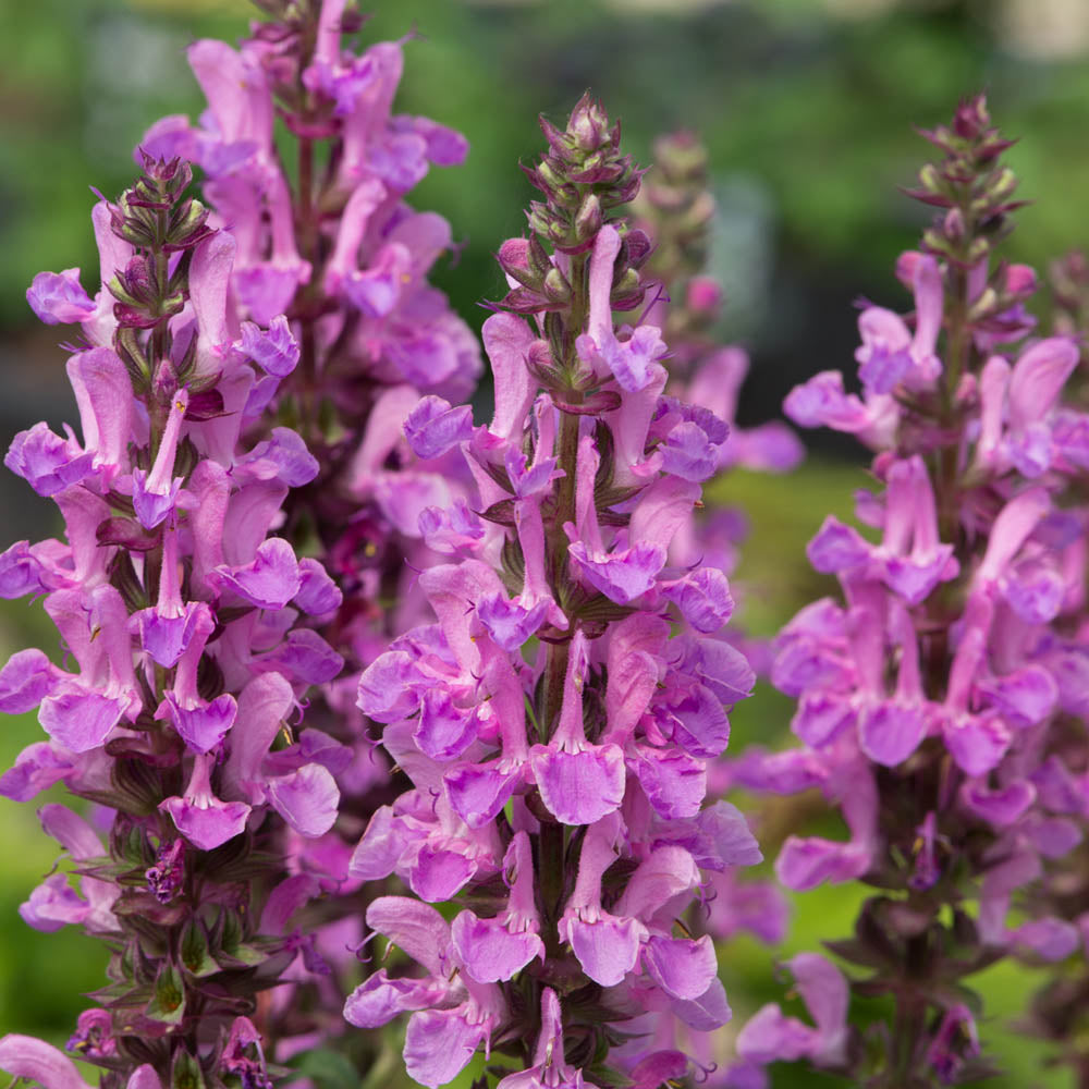 Salvia nemerosa 'Rose Marvel'