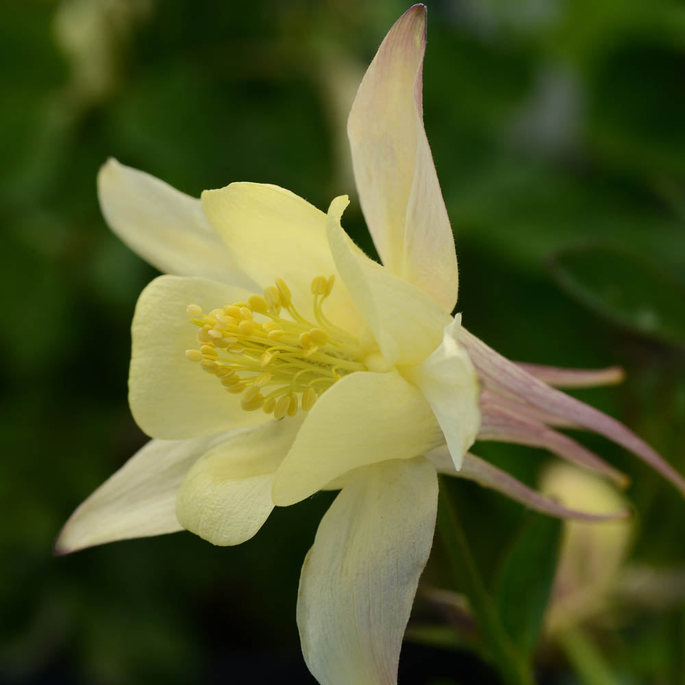 Aquilegia Earlybird Yellow