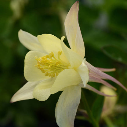 Aquilegia Earlybird Yellow