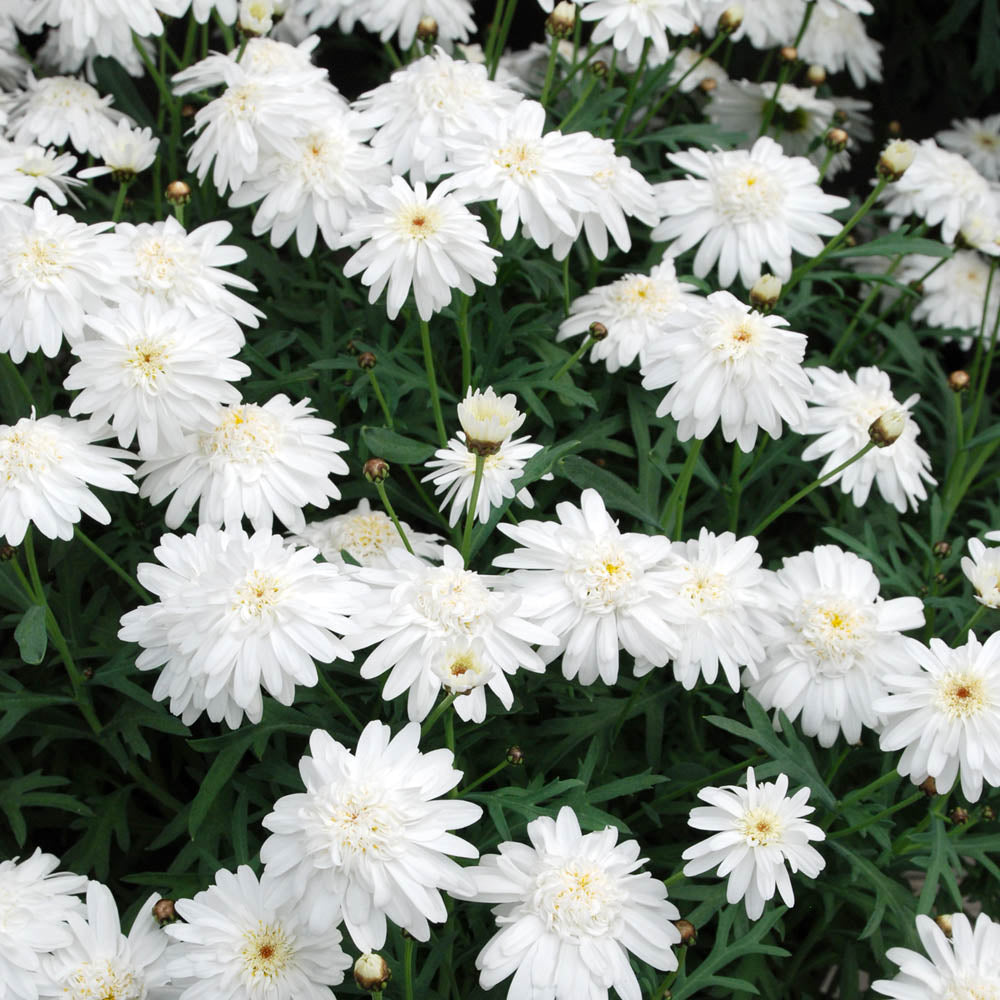 Argyranthemum Madeira Double White