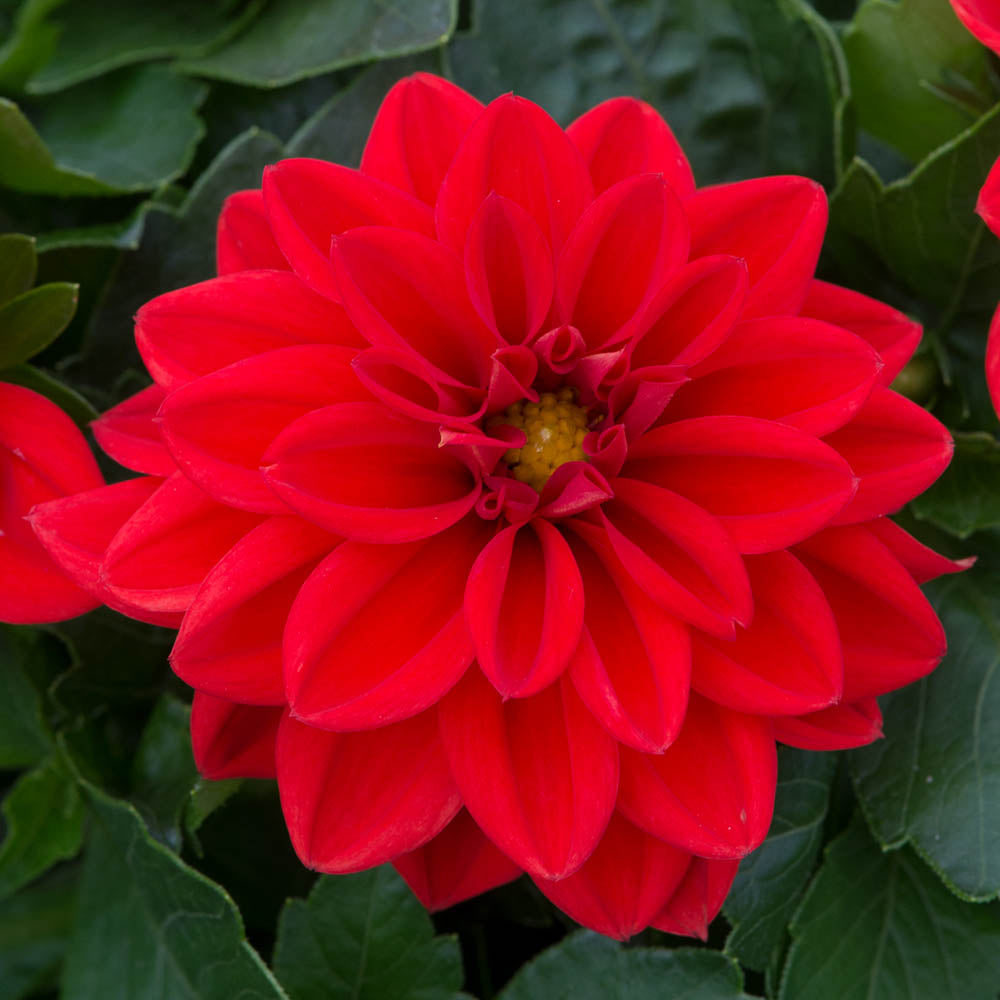 Dahlia Dahlietta Anna