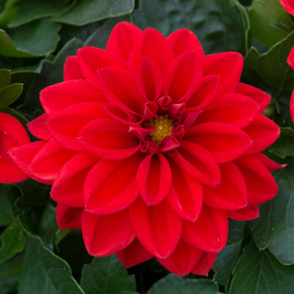 Dahlia Dahlietta Anna