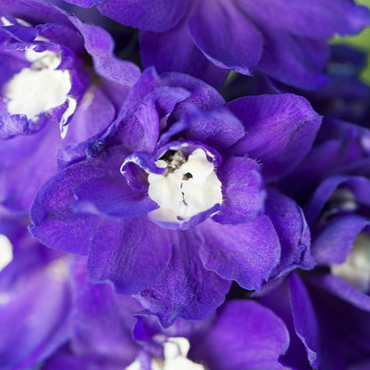 Delphinium Magic Fountain Dark Blue Dark With White Bee