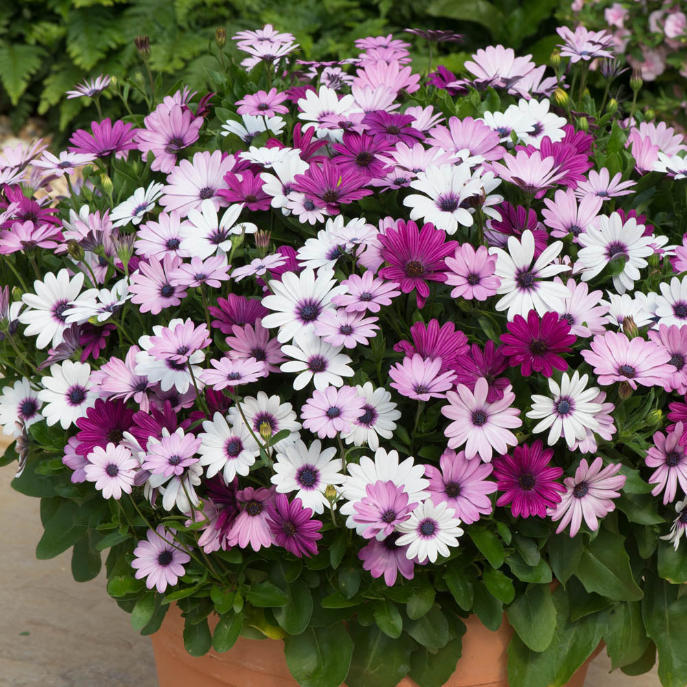 Osteospermum Akila Berries & Cream Mix