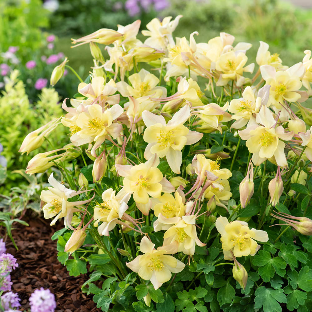 Aquilegia Earlybird Yellow