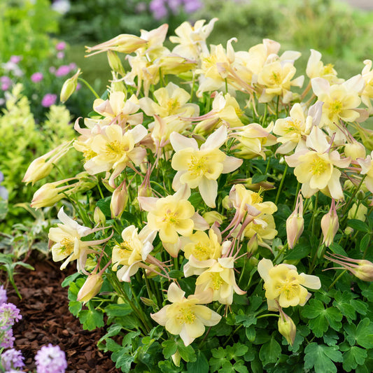 Aquilegia Earlybird Yellow