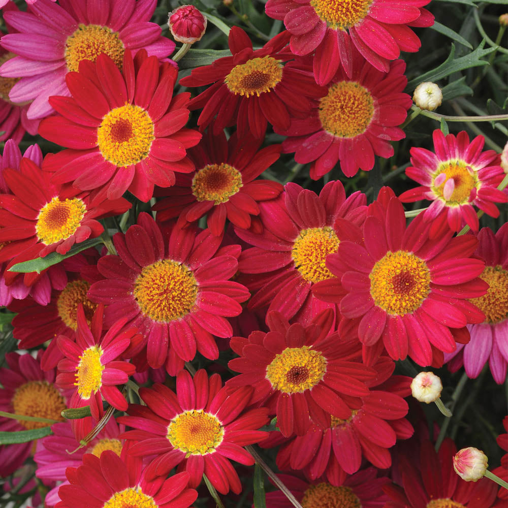 Argyranthemum Madeira Red