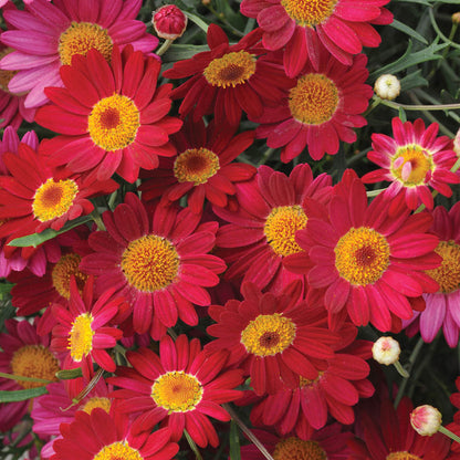 Argyranthemum Madeira Red