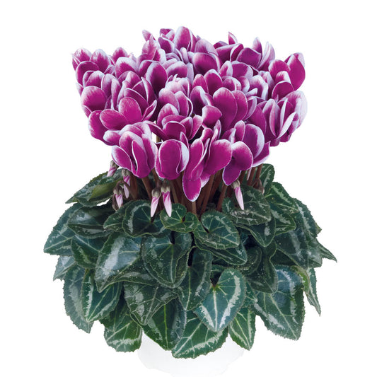 Cyclamen Metis Fantasia Purple