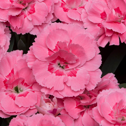 Dianthus Oscar Pink