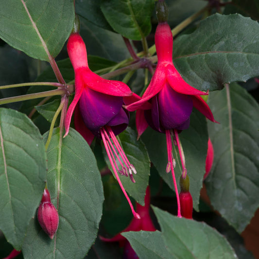 Fuchsia 'Mrs Popple'