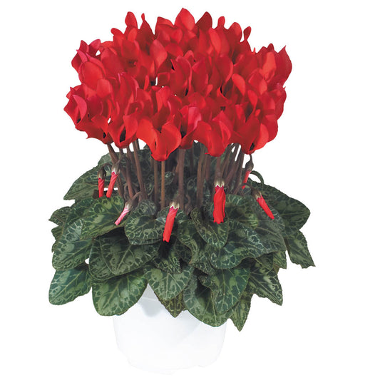 Cyclamen Metis Red