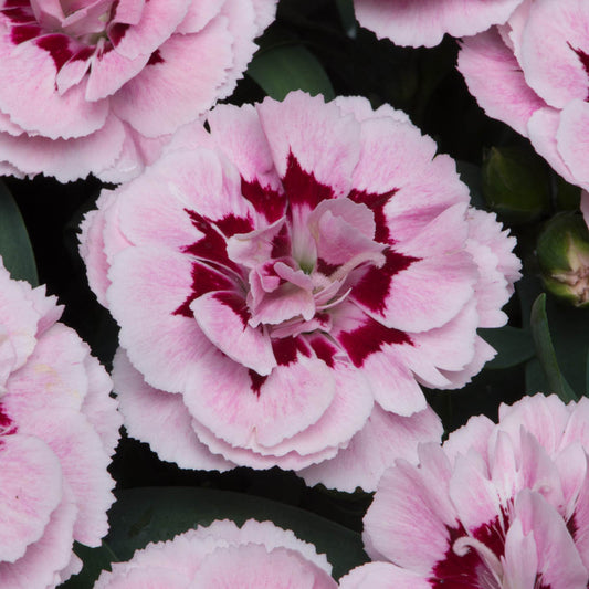 Dianthus Oscar Purple Star