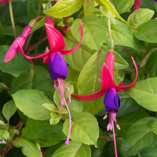 Fuchsia 'Genii'