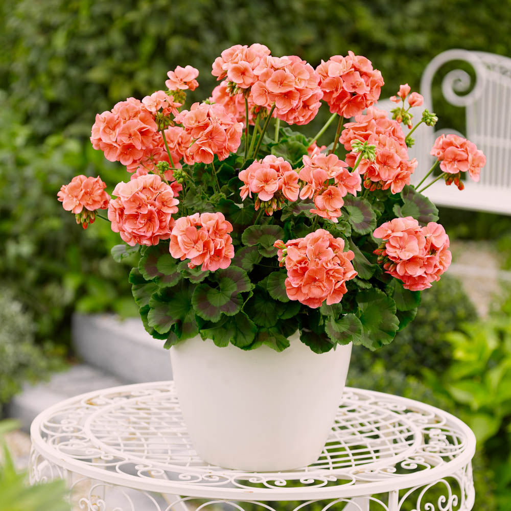 Geranium Zonale Trend Salmon