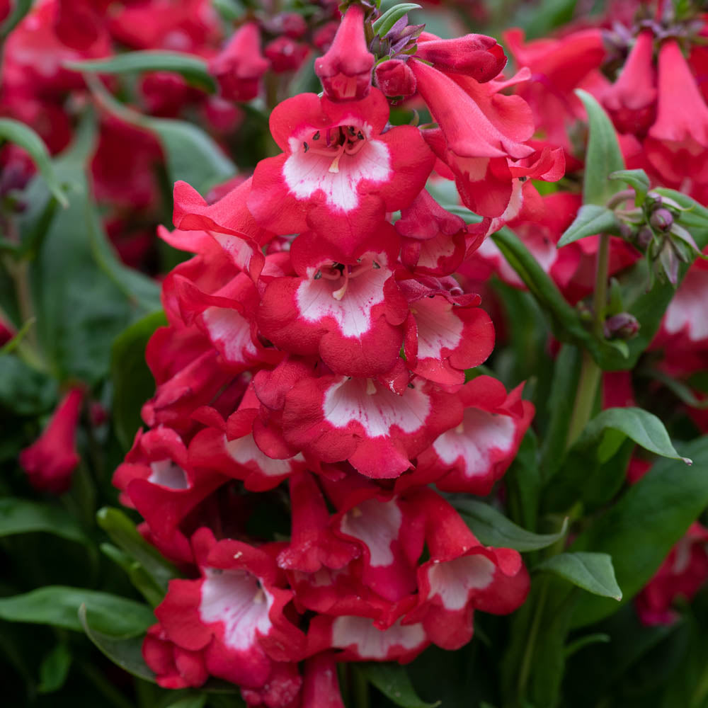 Penstemon Polaris Red